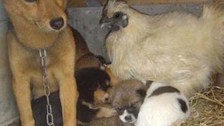 Ljubosumna mama na levi, zaščitniška mama na desni.