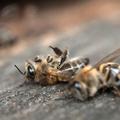 Mrtve čebele