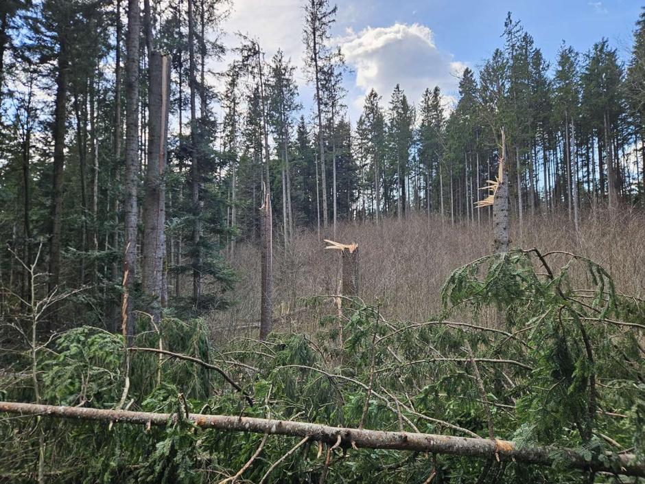 Zavod za gozdove | Avtor: Zavod za gozdove Slovenije