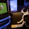 Pes in televizija