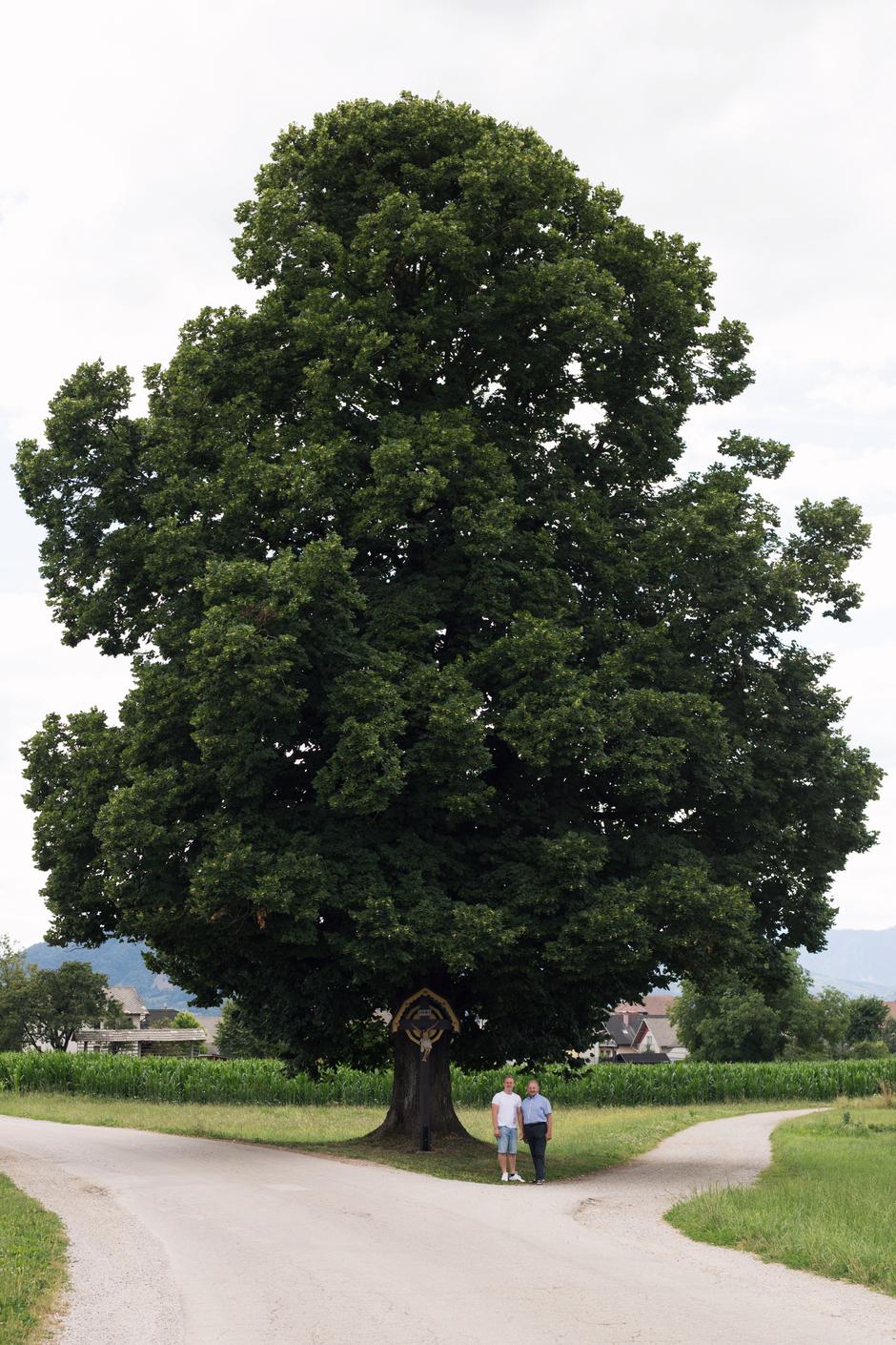 Lipa, Suha pri Predosljah | Avtor: arhiv Gorenjska turistična zveza