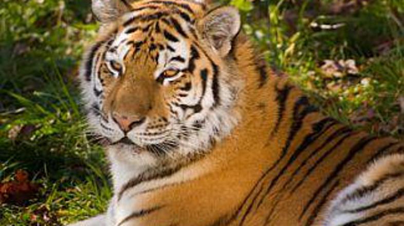 Bo z viagro končno šlo?