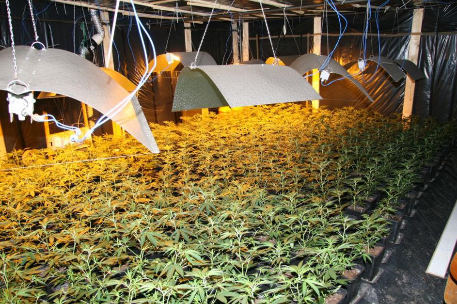 Zasežena konoplja v Mariboru