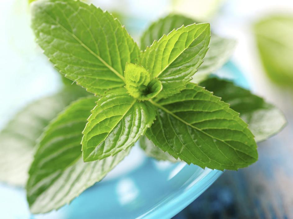 Poprova meta in ingver blažita tudi potovalno slabost. (Foto: Shutterstock)