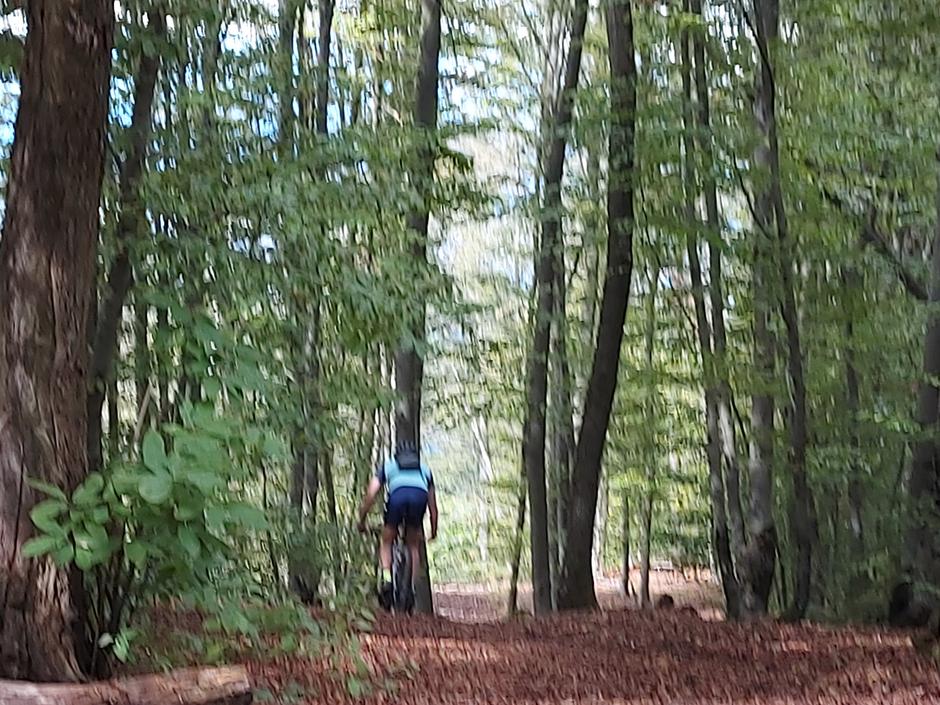 Kolesarjenje v gozdu, kolesar | Avtor: M. Ha.