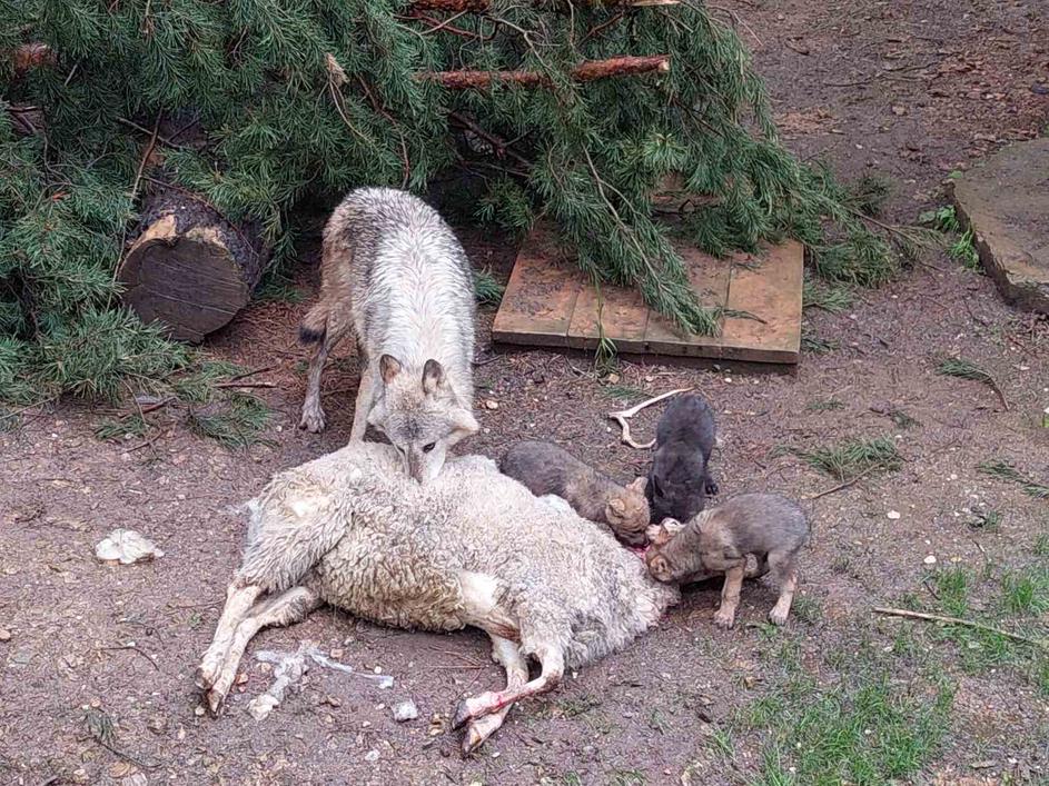 Prehranjevanje živali