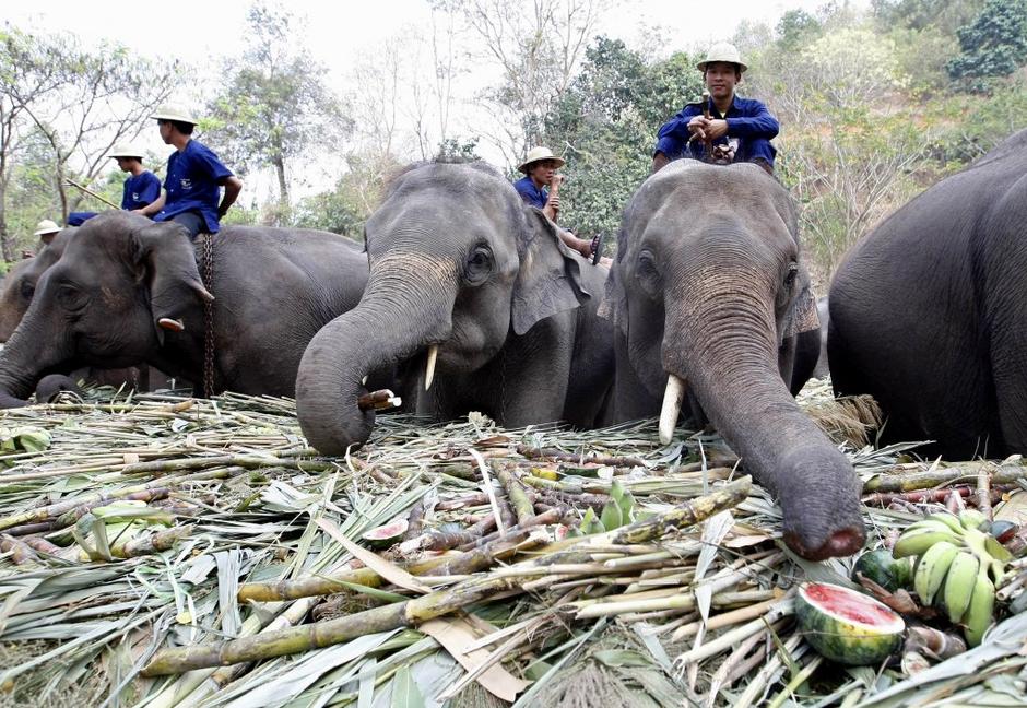 Mednarodni dan slonov | Avtor: EPA