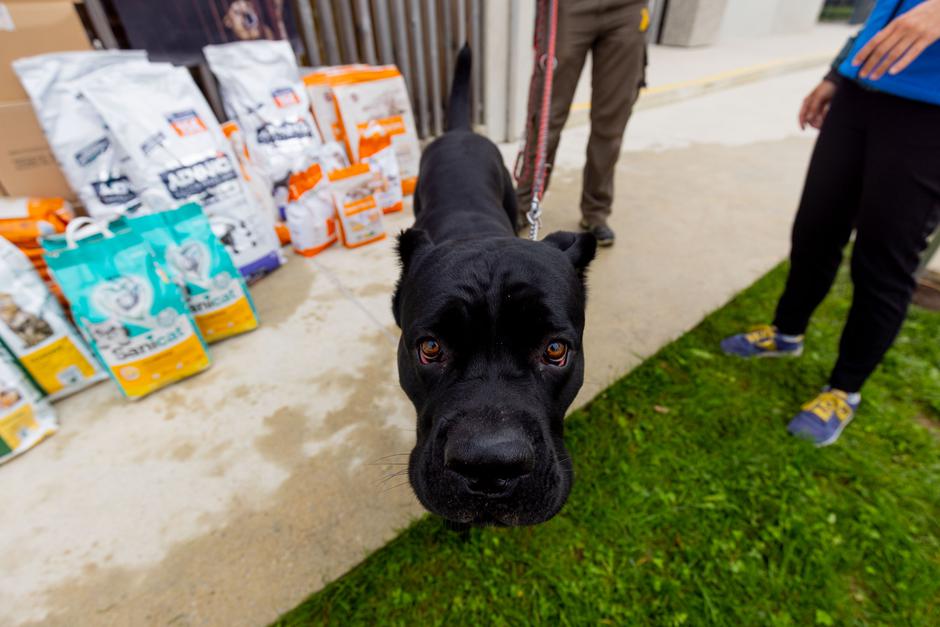 Mr. Pet | Avtor: Mr. Pet