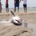 Reševanje belega morskega psa