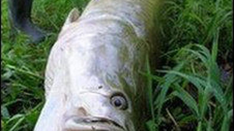 V dolžino arapajma zraste skoraj tri metre. (Foto: BBC)