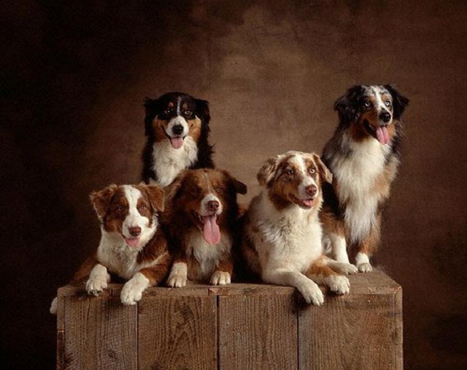 Avstralski ovčar | Avtor: Profimedias