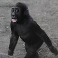 Gorila v praškem živalskem vrtu.