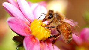 Veliko kmetov se ne zaveda, da z uničevanjem čebel usodno zmanjšujejo zmožnost o
