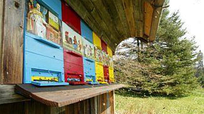 Čebelarji po njegovih besedah razloge za umiranje čebel pripisujejo različnim de