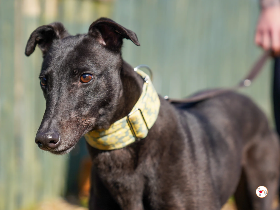 Greyhoundica TAMBOURINE | Avtor: Greyhoundica TAMBOURINE - išče dom