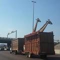 Prevoz žiraf na avtocesti