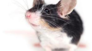 Živalca je končala v salami.