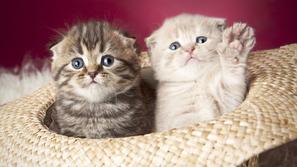 Maček, mačka, mucek, mucki