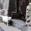 potepuška mačka na Kitajskem