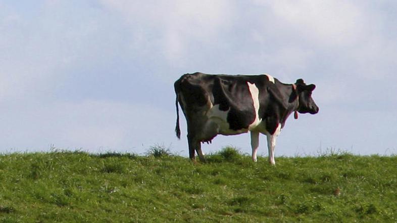 Po ZDA bo na hrano iz mesa kloniranih živali pristala še EU.