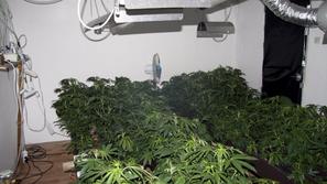 Prostor za gojenje konoplje.