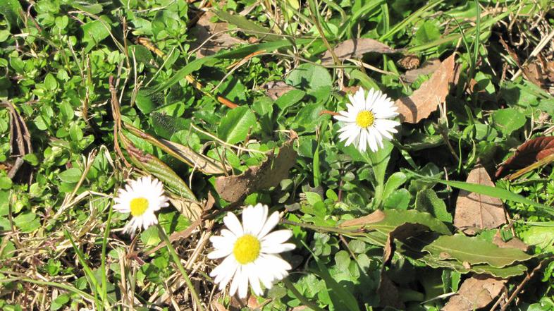 Prve rožice na obali