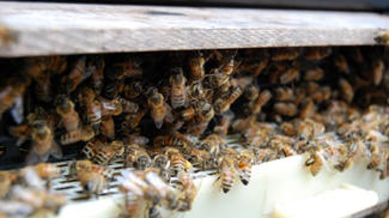 Čebele se niso pustile zlahka pregnati z avtoceste.