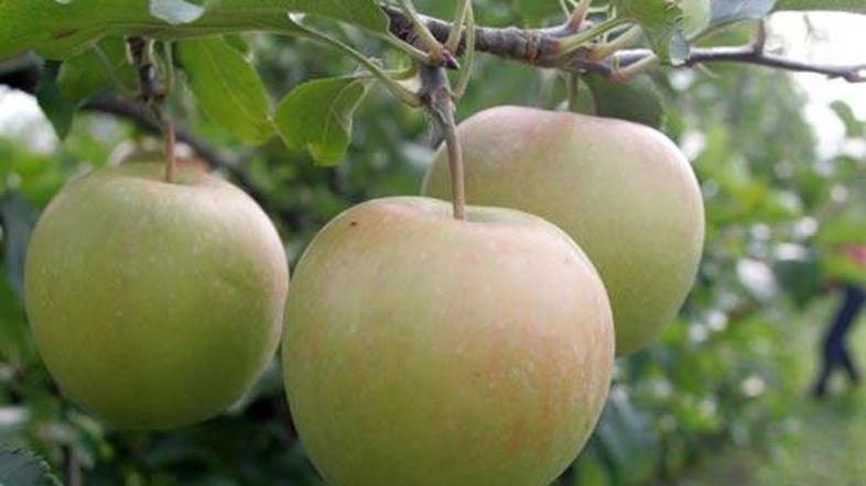 Zaradi alkoholnega vrenja pri kuhanju jabolčnega soka sta se sproščala ogljikov 