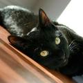 Črna mačka