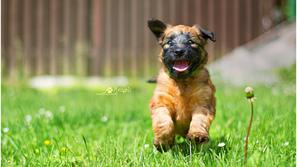 Irski mehkodlaki pšenični terier