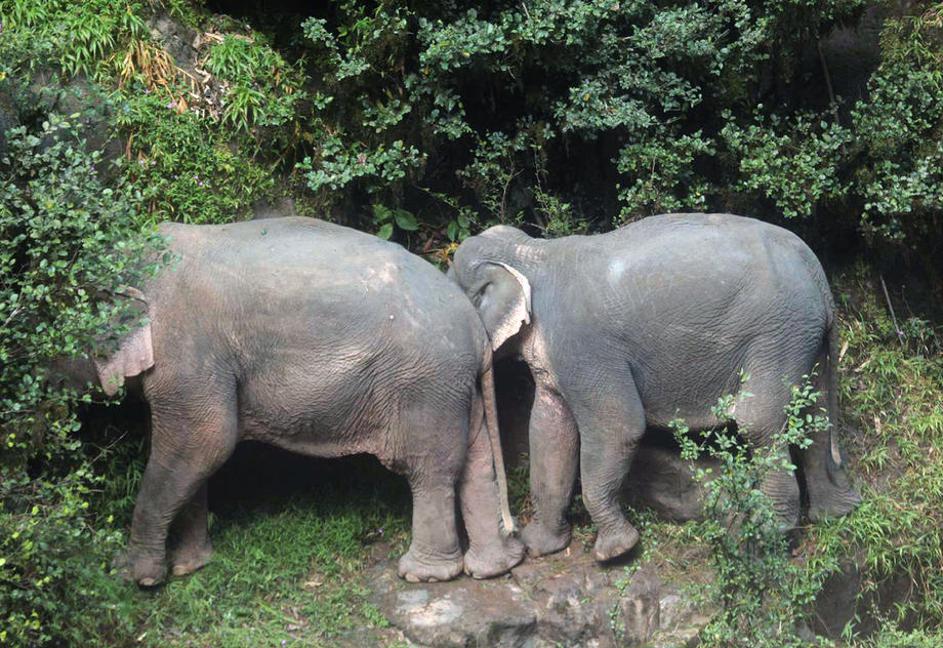 Sloni poginili Tajska