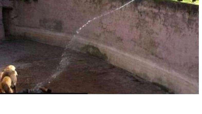 Nesreča v ZOO v Barceloni