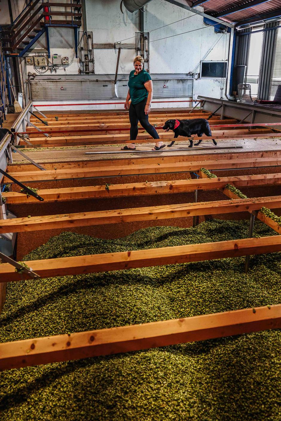 obiranje hmelja | Avtor: Saša Despot