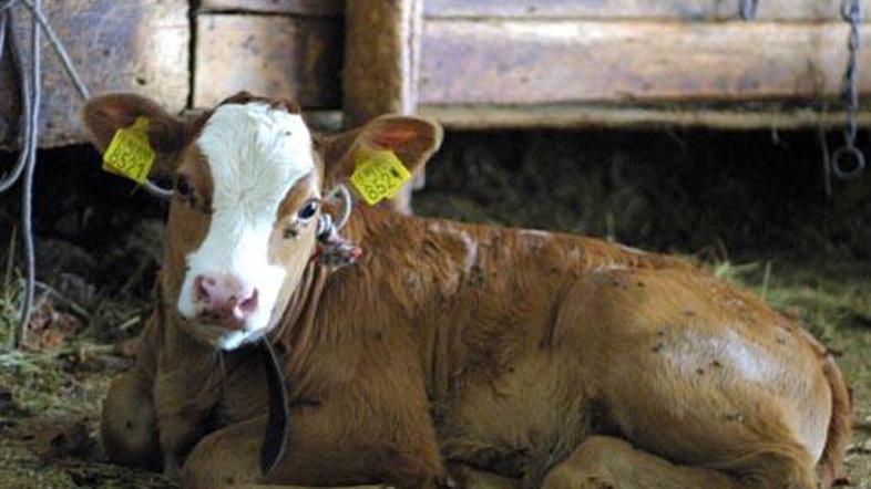 Gre za prvi primer okužbe goveda s steklino po letu 1997.
