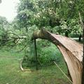 V bližini Litostroja je nevihta podrla drevo, ki je padlo na potko, kjer se pona