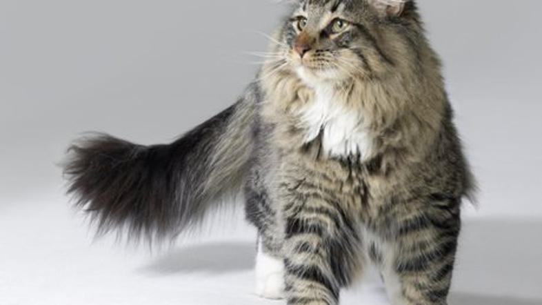 Norveška gozdna mačka