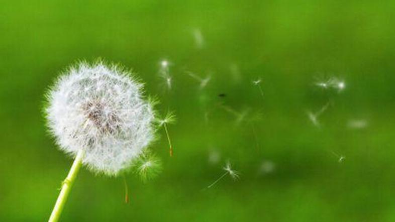 Romantična regratova lučka