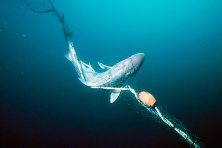 Morski pes ujet v mrežo | Avtor: Profimedias