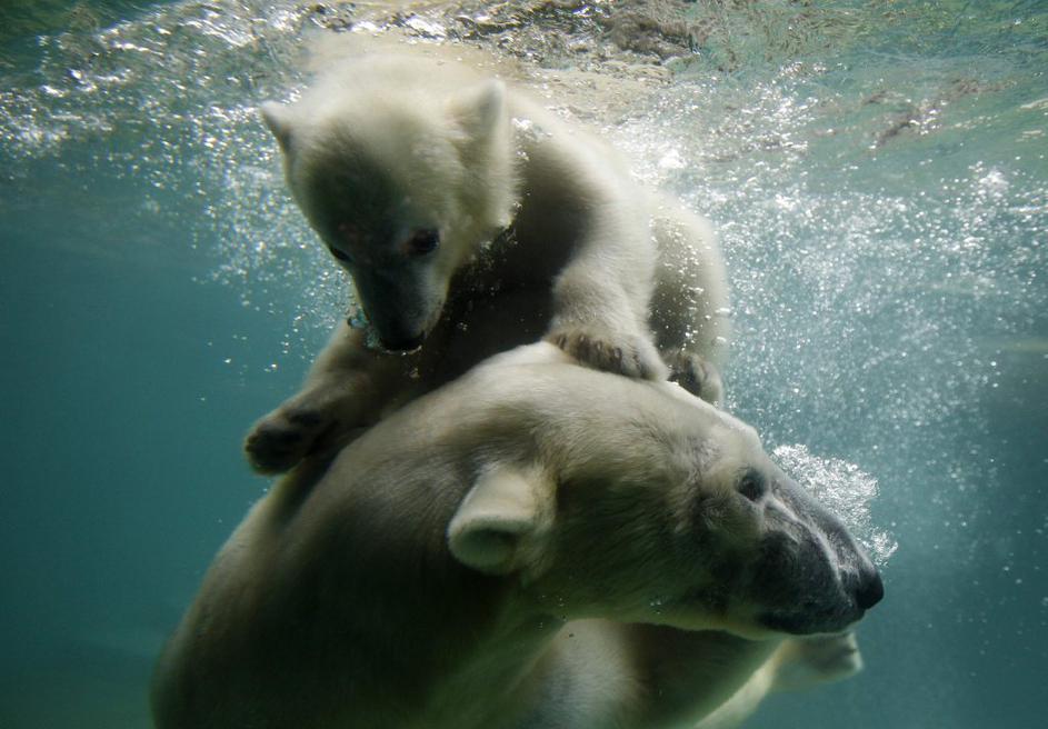 Polarni medved Anori