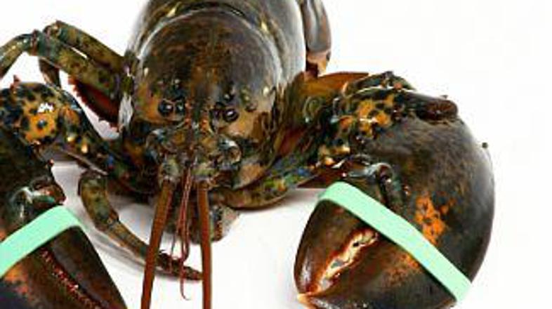 Veliko jih konča na krožniku, a devet kilogramov težki starostnik se vrača v oce