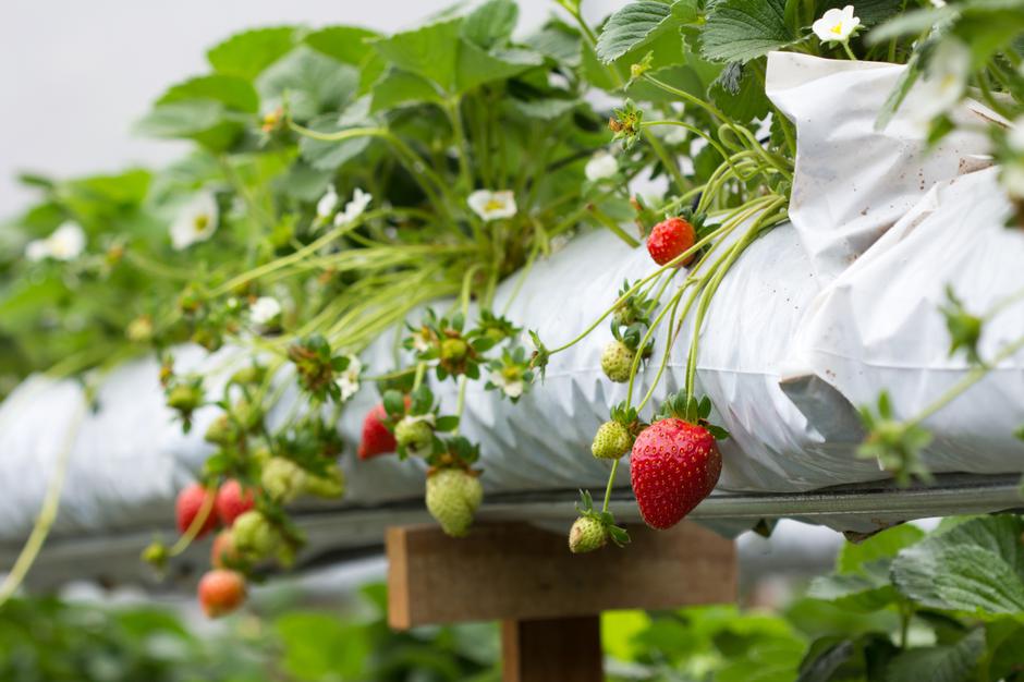 Jagode | Avtor: Profimedia