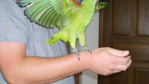 Ročno hranjene papige