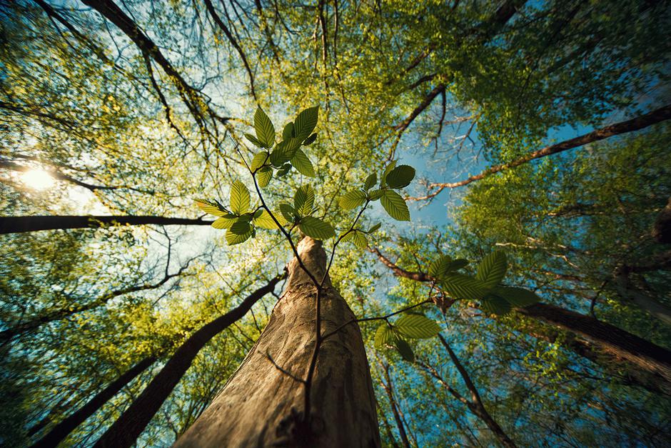 Virovi | Avtor: Srđan Hulak