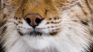 Ljubljanski živalski vrt bo bogatejši za risji parček. (Foto: Shutterstock)