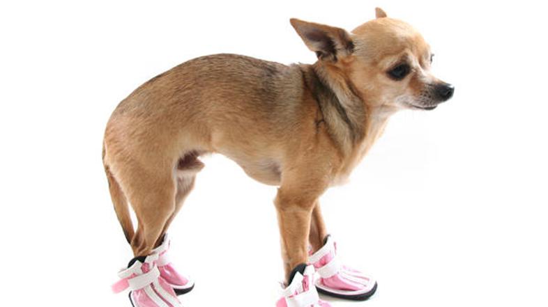 V zimskem času predstavlja našim hišnim ljubljenčkom sol, ki se uporablja za pos