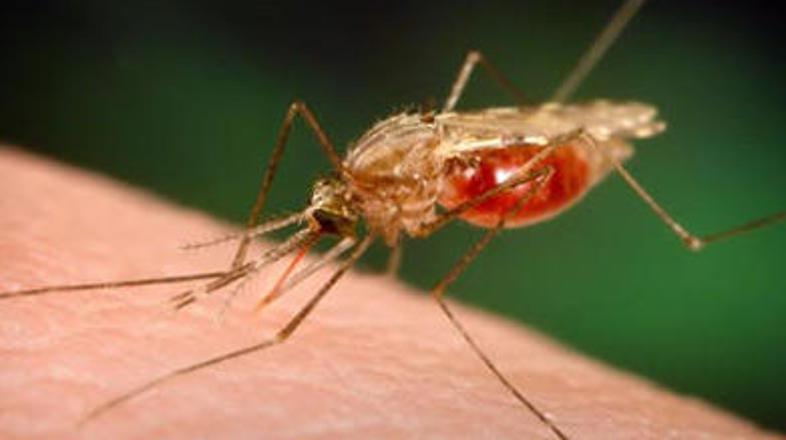 Parazit Plasmodium falciparum se je razvil iz parazita Plasmodium reichenowi, ob