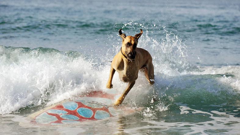 Strip Marmaduke se pojavlja v 600 časopisih v 20 državah.  (Foto: Kolosej)