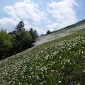narcise na Golici