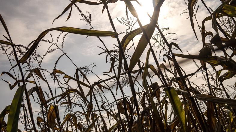 Vreme: Arso znova prižgal alarm, to nas čaka ta konec tedna - Suša