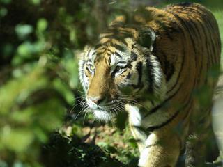 sibirski tiger